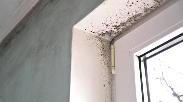 Best Mold Removal and Inspection  in East Ithaca, NY