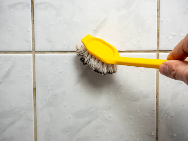 Mold Testing and Removal in East Ithaca, NY