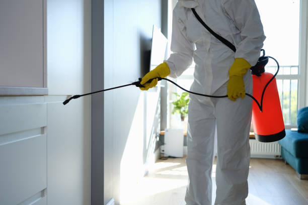 Mold Removal Process in East Ithaca, NY