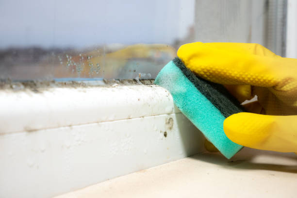 Best Mold Damage Repair  in East Ithaca, NY