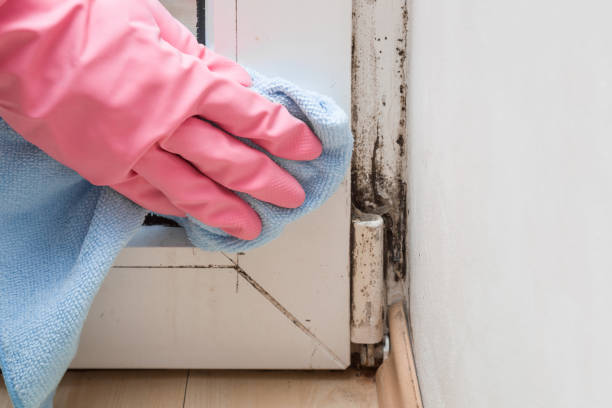 Best Home Mold Removal  in East Ithaca, NY