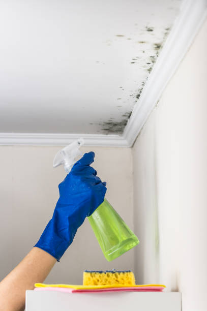 Best Mold Removal Process  in East Ithaca, NY